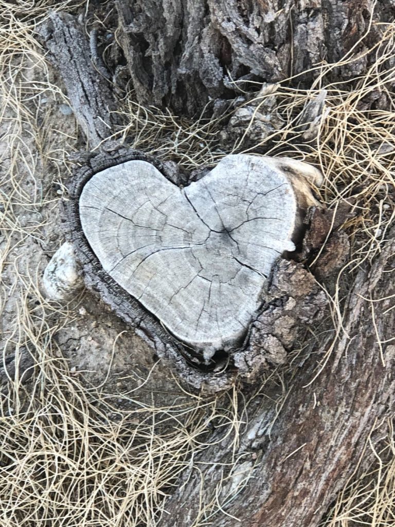 Heart shaped tree stump -love biodiversity to rewild your life and bloom your biome.