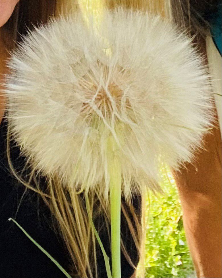 Large, fuzzy dandilion: "Experience a tactile sensation in nature by using a dandelion to tickle your arm.