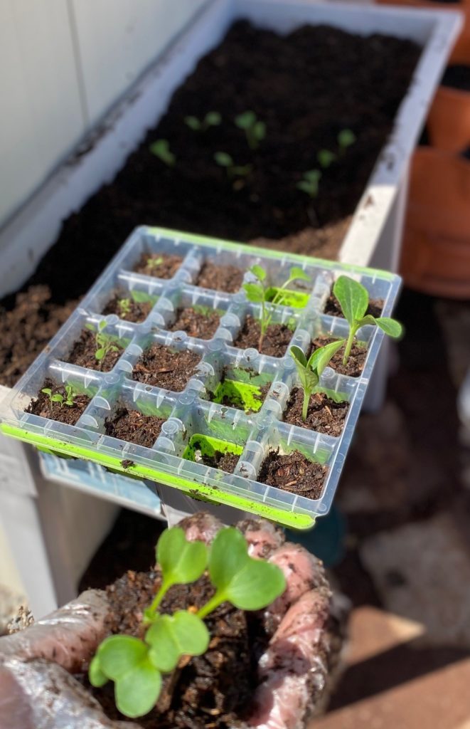 Hand holding radish sprout with planter in background. "Playing in the dirt is one of the secrets to finding serenity in your own backyard