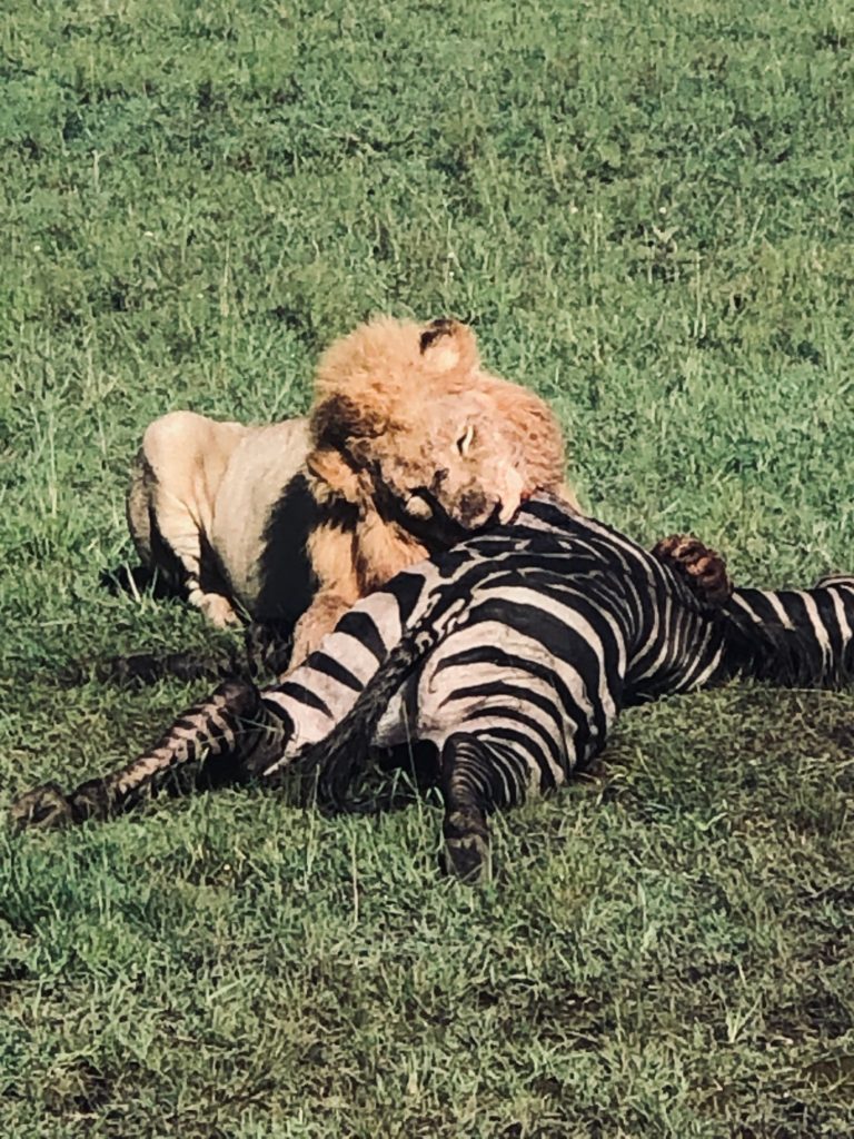 Picture of lion eating a zebra: Don't forget to chew your food to facilitate good digestion.