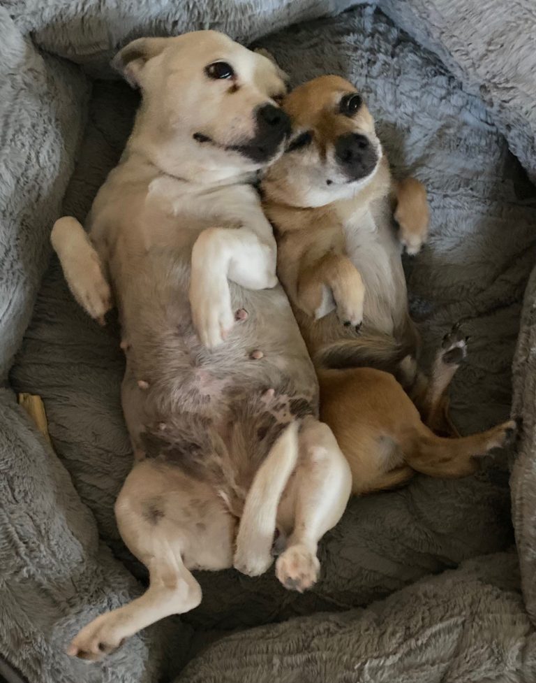 Picture of healthy puppy bellies