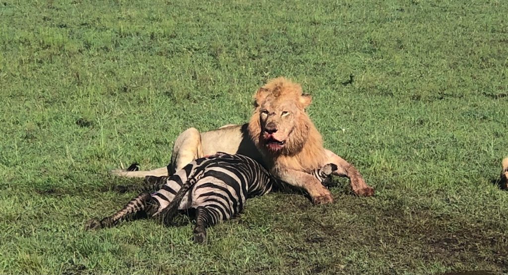Lion eating a zebra-Being chased by a lion is a real threat, requiring action. Perceived threats may need calming with these five stress busting tips for bedtime bliss!